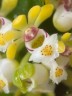Gastrochilus japonicus × sib 1.7''
