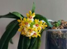 Gastrochilus japonicus × sib 1.7''