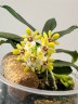 Gastrochilus japonicus × sib 1.7''