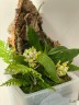Gastrochilus japonicus × sib 1.7''