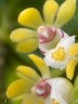 Gastrochilus japonicus × sib 1.7''