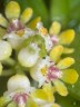 Gastrochilus japonicus × sib 1.7''