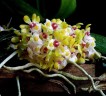Gastrochilus japonicus × sib 1.7''