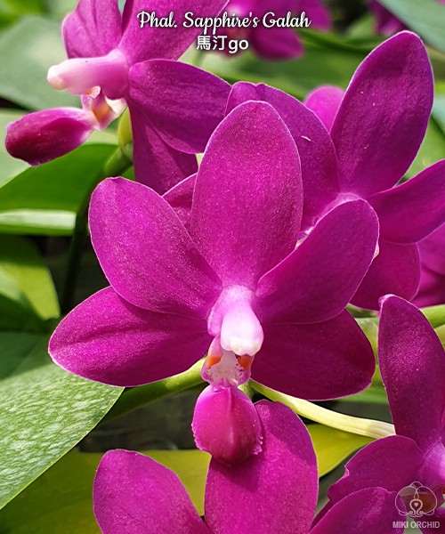 Phal. Sapphire's Galah 2.5''