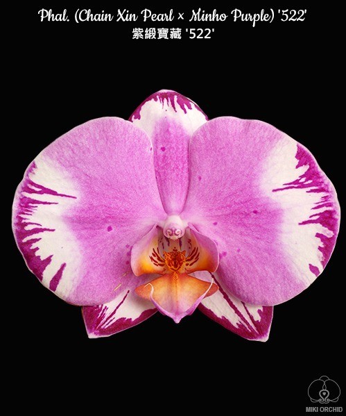 Phal. (Chain Xin Pearl × Minho Purple) '522' 2.5'