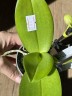 Мини орхидея Sara (2 цветоноса Ø 7 см)