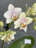 Мини орхидея Sara (2 цветоноса Ø 7 см)