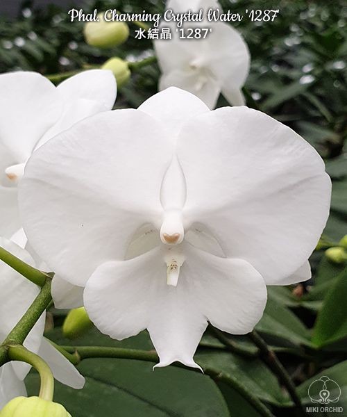 Phal. Charming Crystal Water '1287'  2.5''