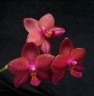 Phal. LD Sun Dragon 2.5"