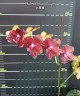 Phal. LD Sun Dragon 2.5"