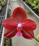 Phal. LD Sun Dragon 2.5"