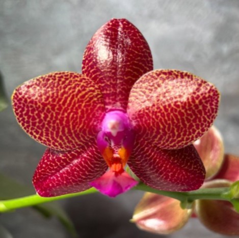 Phal. LD Sun Dragon 2.5"