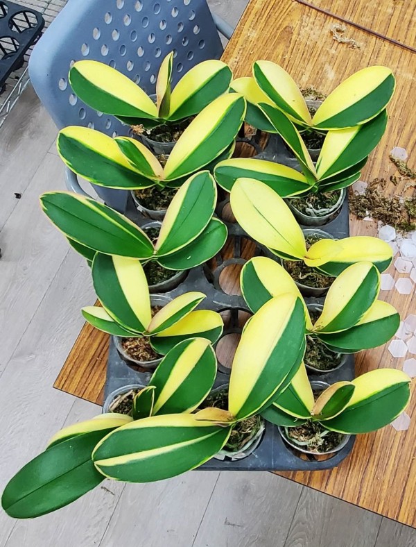 Phal. Chia E Yenlin (inner variegated) 2.5" (Интенсивная вариегатность)