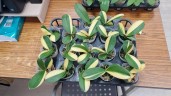 Phal. Chia E Yenlin (inner variegated) 2.5" (Интенсивная вариегатность)