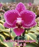 Phal. Chia E Yenlin (inner variegated) 2.5" (Интенсивная вариегатность)