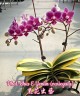Phal. Chia E Yenlin (inner variegated) 2.5" (Интенсивная вариегатность)