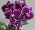 Phal. Chia E Yenlin (inner variegated) 2.5" (Интенсивная вариегатность)