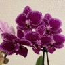 Phal. Chia E Yenlin (inner variegated) 2.5" (Интенсивная вариегатность)