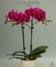 Phal. Tying Shin Galaxy 2.5'' 1(мех.пов.лист.)