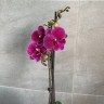 Phal. Tying Shin Galaxy 2.5'' 1(мех.пов.лист.)