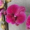 Phal. Tying Shin Galaxy 2.5'' 1(мех.пов.лист.)