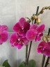 Phal. Tying Shin Galaxy 2.5'' 1(мех.пов.лист.)