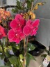Phal. Tying Shin Galaxy 2.5'' 1(мех.пов.лист.)