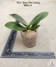 Phal. Tying Shin Galaxy 2.5'' 1(мех.пов.лист.)