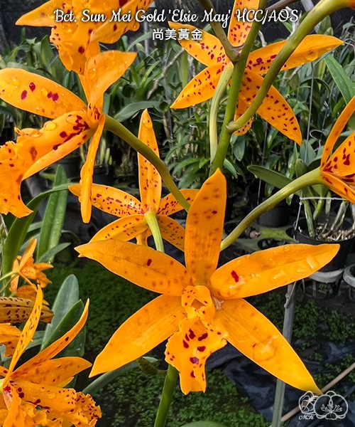 Bct. Sun Mei Gold 'Elsie May' HCC/AOS 2.5"