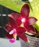 Phal. Valentinii 2.5''