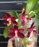 Phal. Valentinii 2.5''