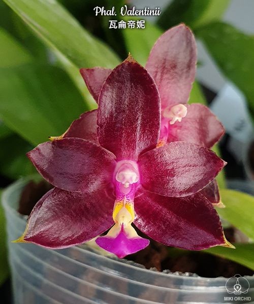Phal. Valentinii 2.5''