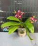 Phal. Valentinii 2.5''