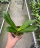 Phal. Valentinii 2.5''