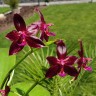 Phal. Valentinii 2.5''