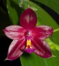 Phal. Valentinii 2.5''