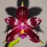 Phal. Valentinii 2.5''