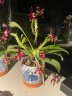 Phal. cornu-cervi var. chattaladae (4N) 2.5"