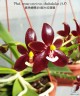 Phal. cornu-cervi var. chattaladae (4N) 2.5"
