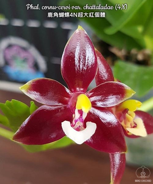 Phal. cornu-cervi var. chattaladae (4N) 2.5"