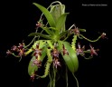 Phal. cornu-cervi var. chattaladae (4N) 2.5"