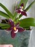 Phal. cornu-cervi var. chattaladae (4N) 2.5"
