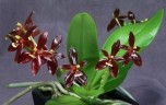 Phal. cornu-cervi var. chattaladae (4N) 2.5"
