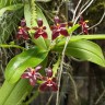 Phal. cornu-cervi var. chattaladae (4N) 2.5"
