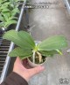 Phal. cornu-cervi var. chattaladae (4N) 2.5"