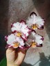 Phal. Ever Spring Prince 2.5''
