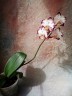 Phal. Ever Spring Prince 2.5''