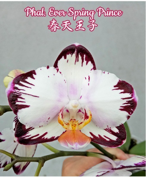 Phal. Ever Spring Prince 2.5''