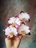 Phal. Ever Spring Prince 2.5''