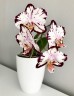 Phal. Ever Spring Prince 2.5''